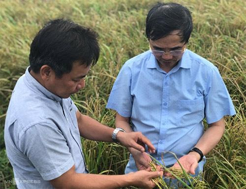 PGS Trần Đăng Xuân kiểm chứng mô hình canh tác lúa gạo Ong Biển